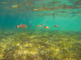Underwater Scene of Colorful Fish Swimming in Seagrass at San Andres Island, Colombia