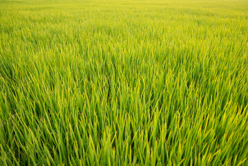 Rice fields, terraces, plantation, organic rice farm and agriculture in Thailand.