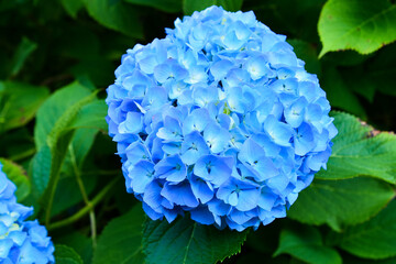 青色のアジサイ