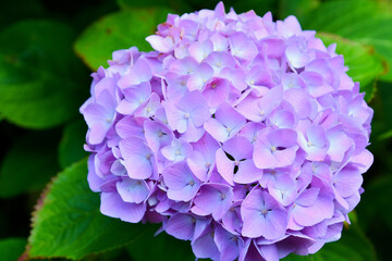 紫色のアジサイ