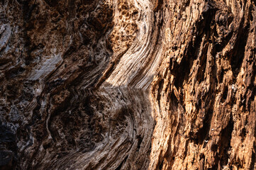 Dead tree wood texture details