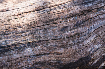 tree bark texture closeup