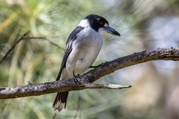 Obraz premium Australian Grey Butcherbird perched in tree