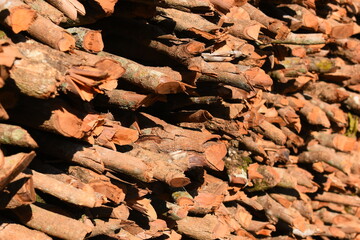 pile of wood log in the country home with sunlight, firewood for fuel