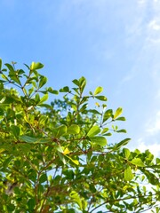 Fresh Green Leaves Against Blue Sky / 青空に映える新緑の葉