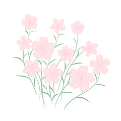 pink flowers on a white background
