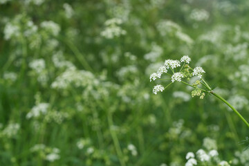 Wildflowers bloom in a sea of green, their delicate white petals a beacon of spring in a lush meadow backdrop.