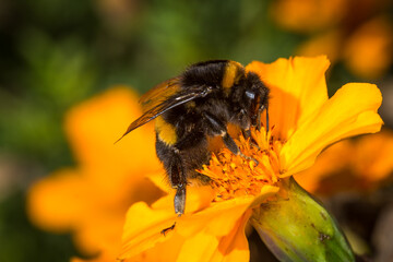 close up of a bumble bee collecting nectar from a flower