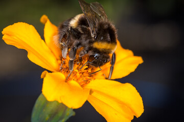 close up of a bumble bee collecting nectar from a flower © Nathan McClunie