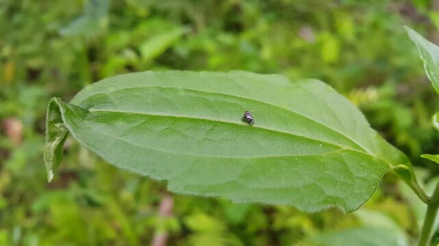 Aesthetic 4k footage, Black Locust Treehopper (Vanduzea arquata) on green leaves. Perfect for documentaries in tropical rainforests and World Environment Day on June 5th.