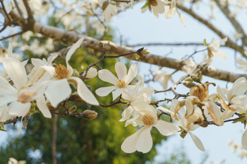 春に咲くコブシの花