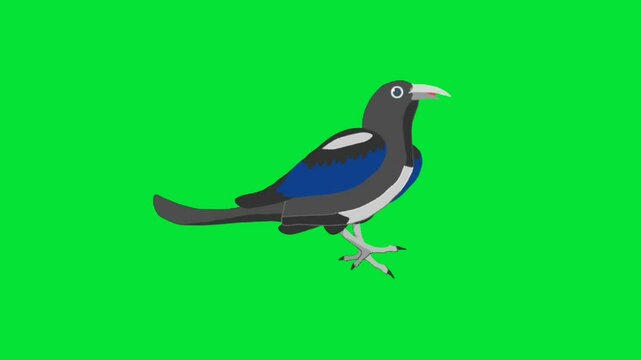 Magpie robin talking walking green screen video