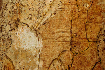 The Giant Water Gum refers to Syzygium francisii, a medium to large-sized native Australian tree.