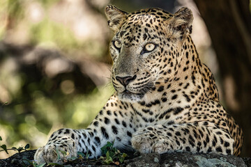 close up of srilanka leopard