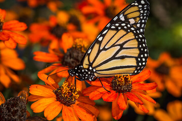 closeup of monarch butterfly on a flower