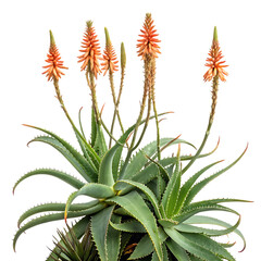 Aloe vera plant blooming orange flowers isolated on a white background