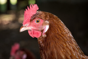 close up of free range chicken foraging 