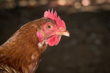 close up of free range chicken foraging 