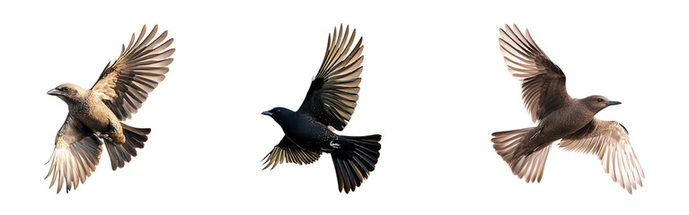 Obraz premium Set of birds soaring gracefully through the air with wings spread isolated on a white or transparent background.