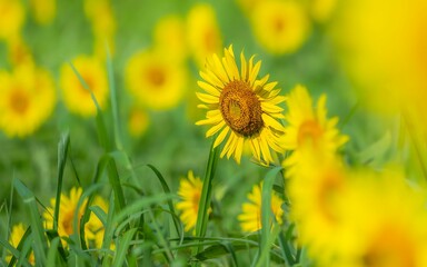 夏から秋の公園や花壇を彩るヒマワリのある風景。自然風景素材。眩しい日差しでボケた景色。ぼんやりした花畑のイメージ。