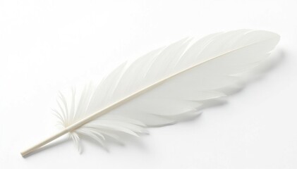 Crisp white feathers against stark white backdrop, wildlife, smooth, fluffy