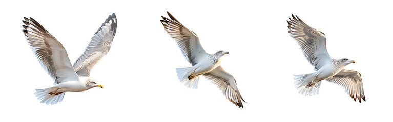 Obraz premium Collection of majestic bird flying with wings fully extended isolated on a white or transparent background.