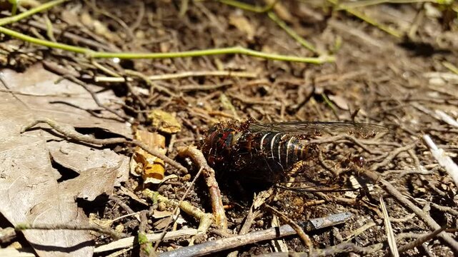 Dead giant cicada (dog day cicadas) surrounded by many ants. 4k view. Perfect for documentaries in tropical rainforests and World Wildlife Conservation Day on December 4th. neotibicen tibicen, 