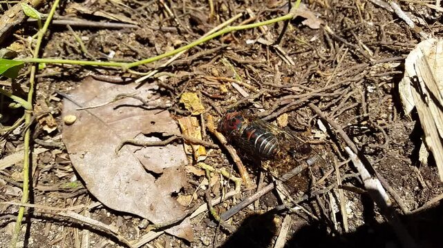 Giant cicada (dog day cicadas) dying surrounded by ants. 4k footage. Perfect for documentaries in tropical rainforests and World Nature Conservation Day on July 28th. Insect T auletes, cicadae