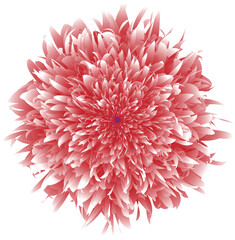 Pink dahlia flower blossom isolated on white, a beautiful floral closeup