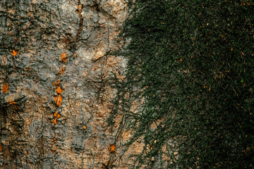 The Rosewood tree, scientifically known as Dysoxylum fraserianum, is a medium to large evergreen tree native to the subtropical and dry rainforests along the east coast of Australia.