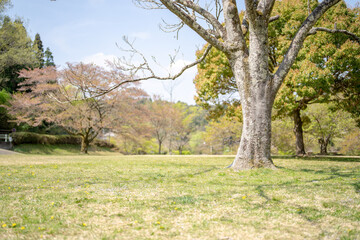 Spring scene in May at a no-people park in Jokojicho, Seto City, Aichi Prefecture