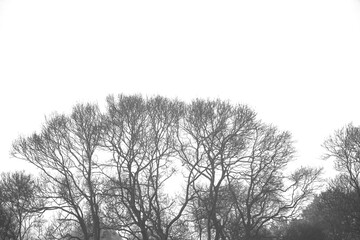Black and white foggy winter morning landscape. deciduous tree silhouette on white sky background. Copy space.