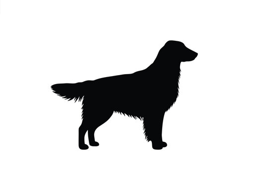 Flat coated retriever silhouette. This image depicts the profile of a flat-coated retriever, also referred to as a loyal companion or hunting dog. Vector clipart black illustration design.