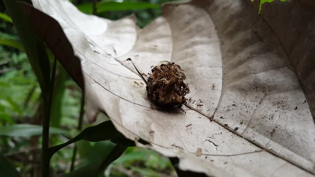Aesthetic 4k footage, dogday cicadas swarmed by ants. Perfect for documentaries in tropical rainforests and World Environment Day on June 5th.