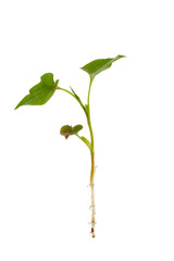 houttuinia leaves and roots isolated on a white background