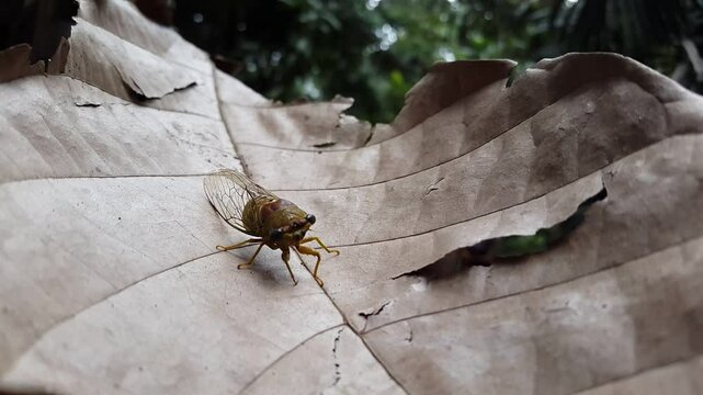 Aesthetic 4k footage of dog-day harvestfly (heatbug) on ​​brown leaves. Shot in a tropical rainforest. Insect T auletes, neotibicen tibicen, megatibicen auletes, dog day cicadas, cicadae, giant cicada