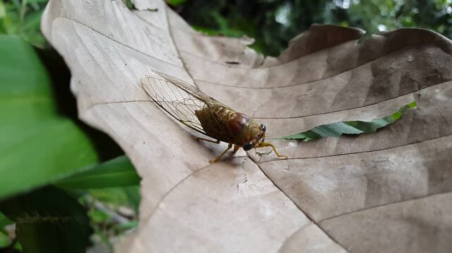 Dog-day harvestfly (heatbug) on ​​brown leaves. 4k footage of World Environment Day documentary film on June 5. Insect T auletes, neotibicen tibicen, megatibicen auletes, cicadae, giant cicada.