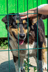 Dog in animal shelter. Homeless sad dog in a cage.