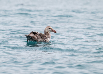 Photographing Salisbury Plain, South Georgia
