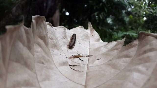 4k view of Polydesmida (Epanerchodus, Coromus vittatus vittatus) on brown leaves. Perfect for documentaries on tropical rainforests and World Wildlife Conservation Day on December 4th.