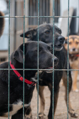 Dog in animal shelter. Homeless sad dog in a cage.