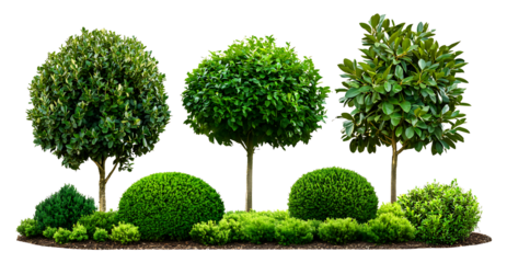 Set of lush topiary green trees and vibrant green shrubs (boxwood, laurel, and cypress) in a compact garden arrangement. Isolated on a transparent background with a clipping path png.
