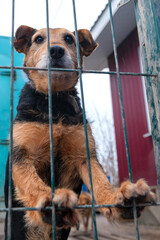 Dog in animal shelter. Homeless sad dog in a cage.