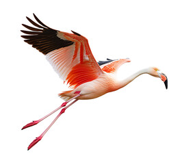 a pink flamingo in mid-air flight with extended wings isolated on a white or transparent background.