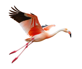 a pink flamingo in mid-air flight with extended wings isolated on a white or transparent background.