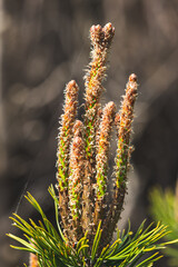 Branches of coniferous trees on a blurred background.