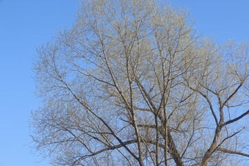 spring tree against blue sky, bare branches and thick trunk, 2