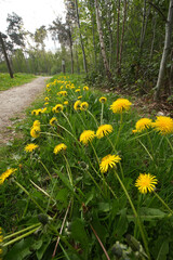 A path surrounded by vibrant yellow wildflowers in a lush, green forest, bringing a sense of peace and natural beauty.