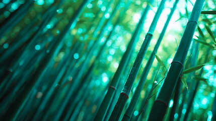 Bamboo forest green nature background wallpaper zen garden asian plant tropical forest landscape photography