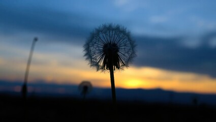 dandelion on sunset background